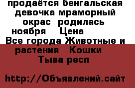 продаётся бенгальская девочка(мраморный окрас).родилась 5ноября, › Цена ­ 8 000 - Все города Животные и растения » Кошки   . Тыва респ.